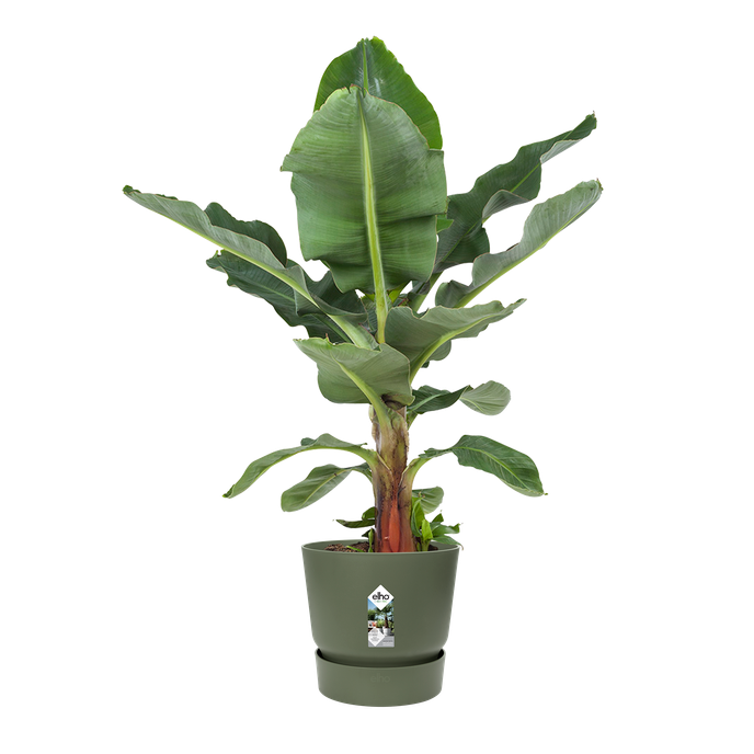 greenville round 25cm leaf green